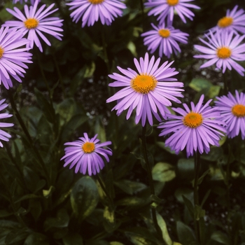 Aster tongolensis 'Beergarten' 