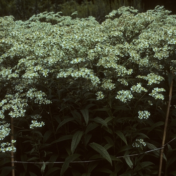 Aster umbellatus 