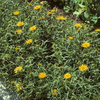 Asteriscus maritimus '' (005172)