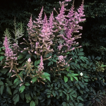 Astilbe x arendsii 'America' 