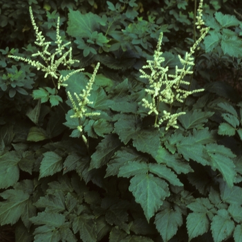 Astilbe biternata