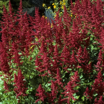 Astilbe x arendsii 'Bonn' 