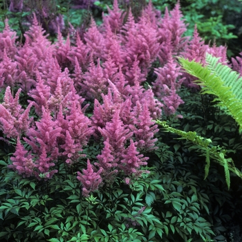 Astilbe x arendsii 'Bremen'