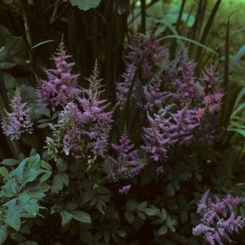 Astilbe x arendsii 'Catherine Deneuve'