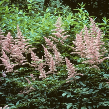 Astilbe x arendsii 'Cattleya' 