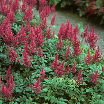 Astilbe x arendsii 'Elise Schluck'