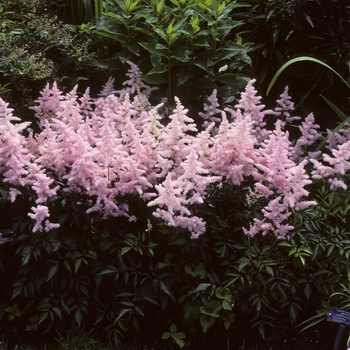 Astilbe japonica 'Europa'