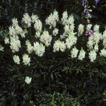 Astilbe x arendsii 'Gladstone'