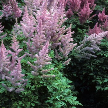 Astilbe x arendsii 'Gloria' 