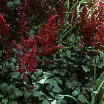 Astilbe x arendsii 'Gertrude Brix' 