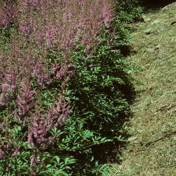 Astilbe x arendsii 'Hyacinth' 