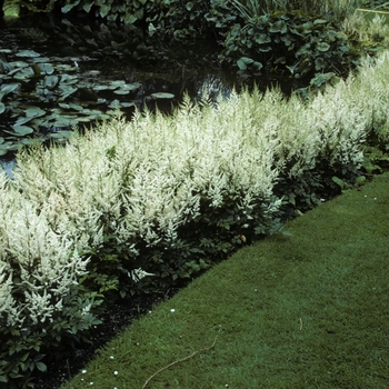 Astilbe x arendsii 'Irrlicht'