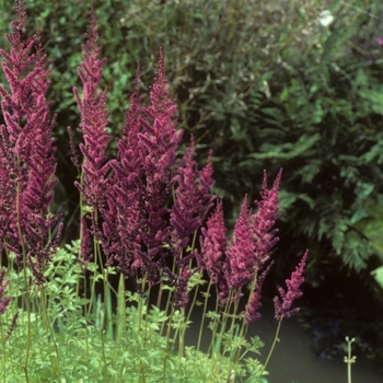 Astilbe x arendsii 'Jo Ophorst'