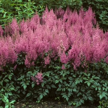 Astilbe x arendsii 'Mainze' 