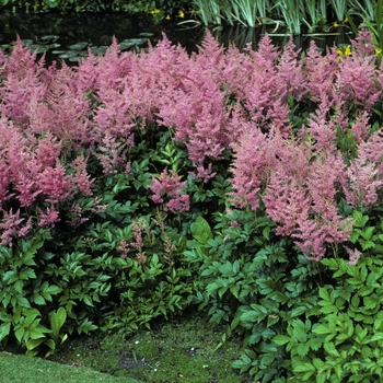 Astilbe japonica 'Rheinland'