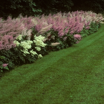 Astilbe vista 