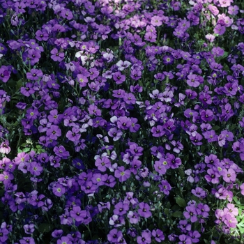 Aubrieta 'Blue Emperor'