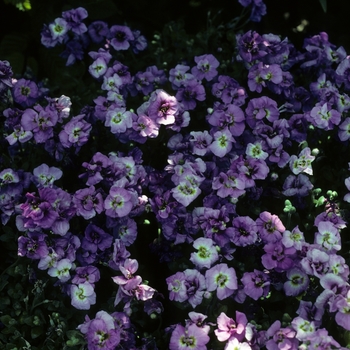 Aubrieta 'Double Stock Flower' 