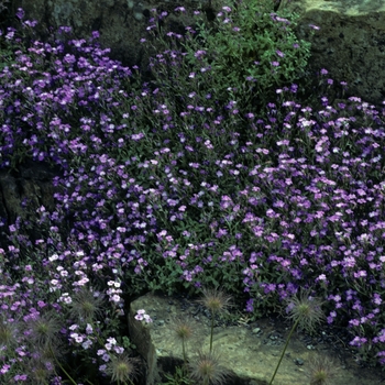 Aubrieta intermedia