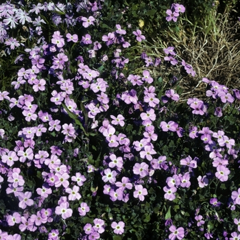 Aubrieta 'Schloss Eckberg' 