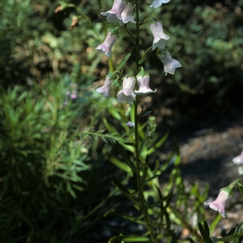 Azorina vidalii 