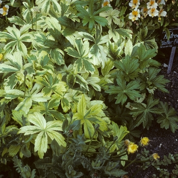 Astrantia major 'Sunningdale Variegated'