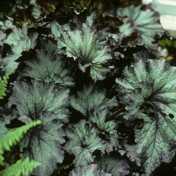 Begonia rex-cultorum 'Lalomie'