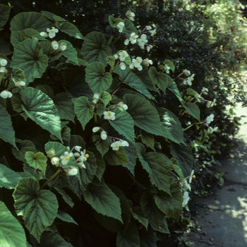 Begonia grandis 'Alba' 