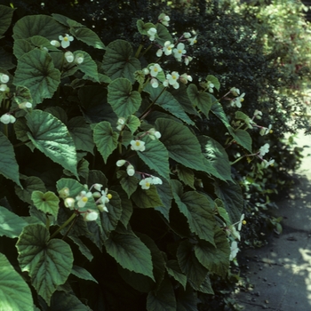 Begonia grandis 'Alba'