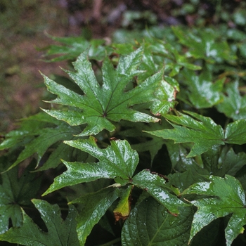 Begonia pedatifida