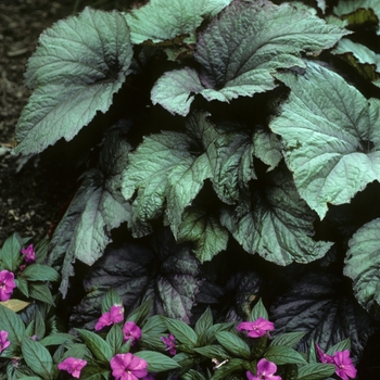 Begonia rex-cultorum 'New York' 