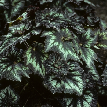 Begonia rex-cultorum 'Persian Swirl' 