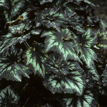 Begonia rex-cultorum 'Persian Swirl'