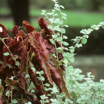 Begonia 'Good 'N Plenty'