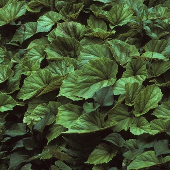 Begonia grandis 