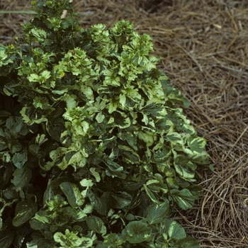 Barbarea vulgaris 'Variegata'