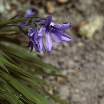 Babiana stricta 'Tubergen Blue' (005254)