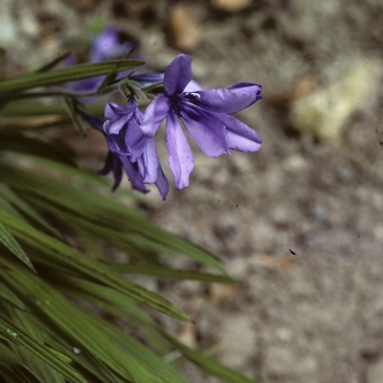 Babiana stricta 'Tubergen Blue'