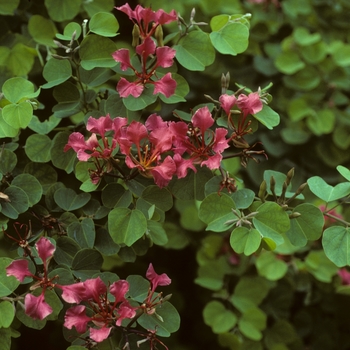 Bauhinia galpinii