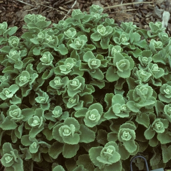 Ballota pseudodictamnus '' (005260)