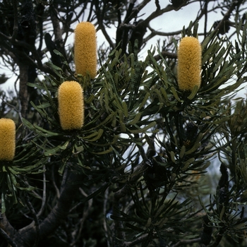 Banksia speciosa