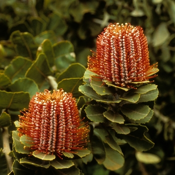 Banksia coccinea 