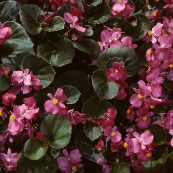 Begonia semperflorens 'Ambra Salmon' 