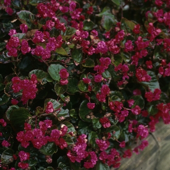 Begonia semperflorens 'Doublet® Red'