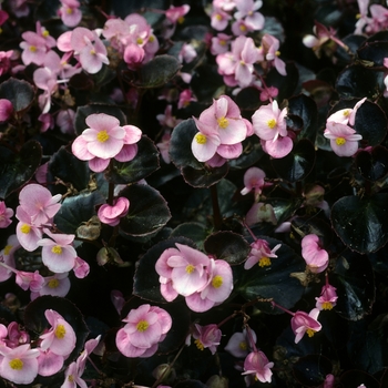 Begonia semperflorens 'Expresso Rose' 