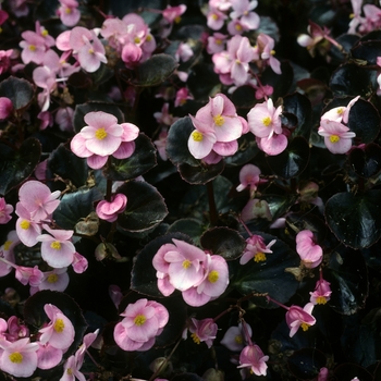 Begonia semperflorens 'Expresso Rose'