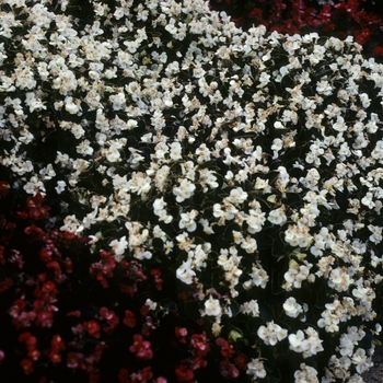 Begonia semperflorens 'Bronze White' 