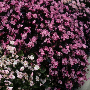 Begonia semperflorens 'Rose' 