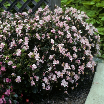 Begonia semperflorens 'Super Olympia Light Pink'