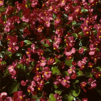 Begonia semperflorens 'Varsity™ Scarlet' 